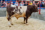lot 87 Bull sold for 2100 gns